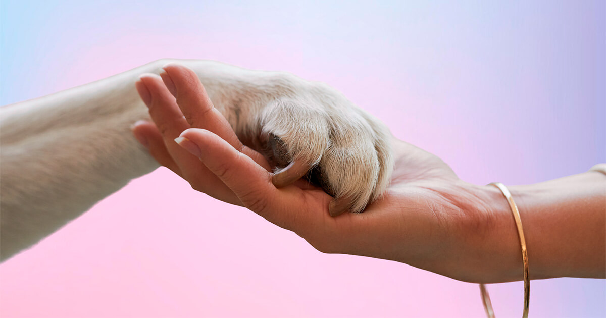 Influencers large and small - How relatability and reach drove ROI for a leading pet retailer | theSalt insight