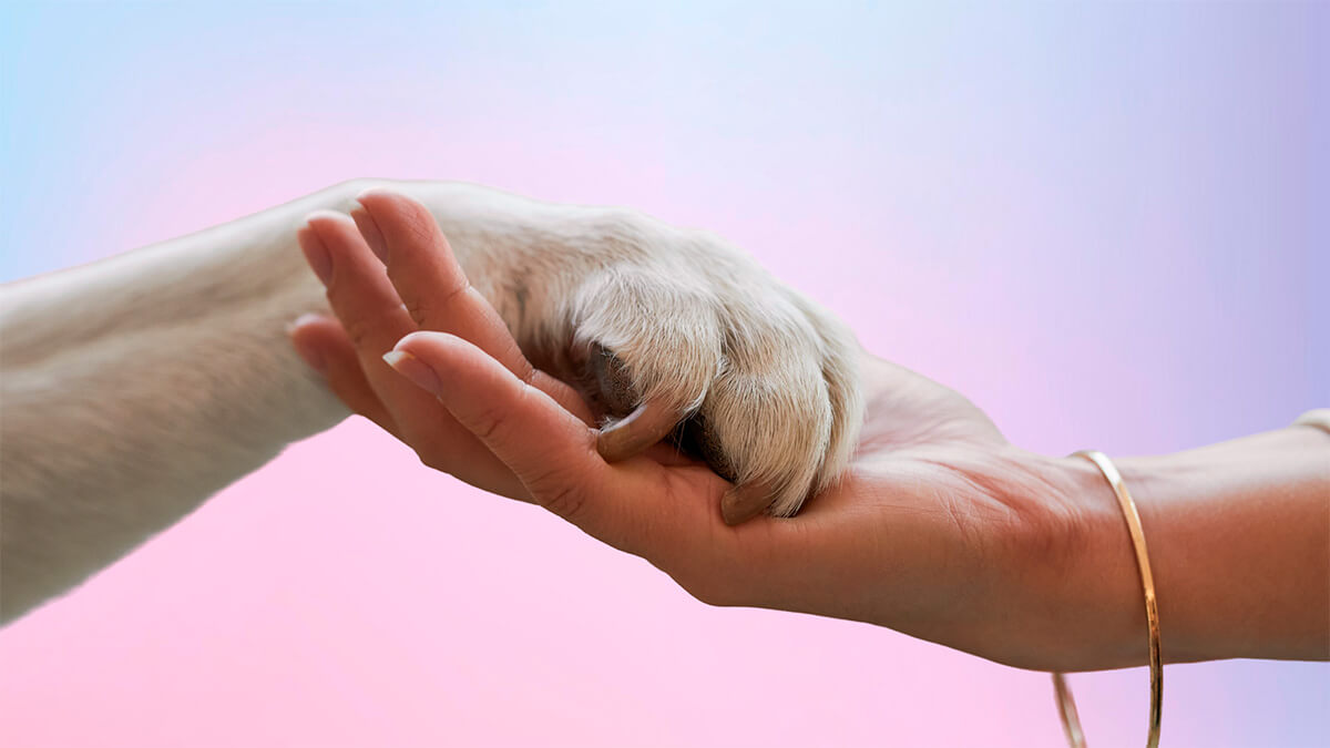 a leading pet retailer